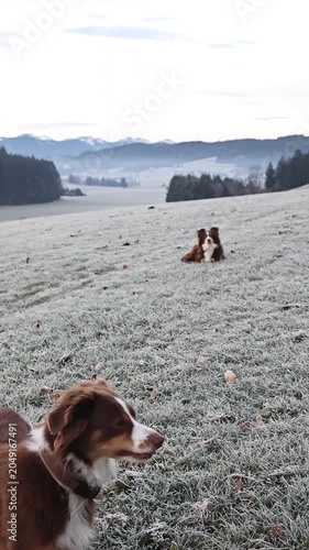 Australian Shepherd Dogs in Frosted Winter Landscape