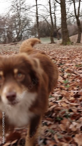 Dog Sniffing Through Fall Leaves in the Woods