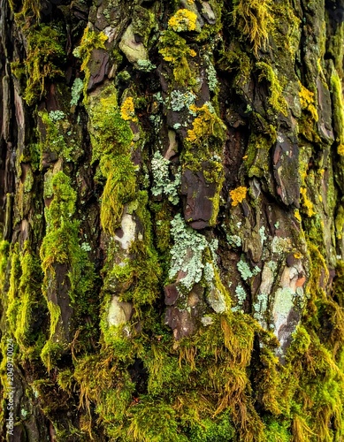 Close up of green ivy leaves in forest.