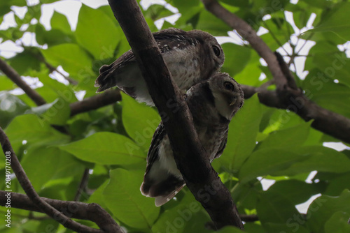 Canvastavla Spotted Owlets (Athene brama) Perched on a Tree Branch Found in Urban Parks
