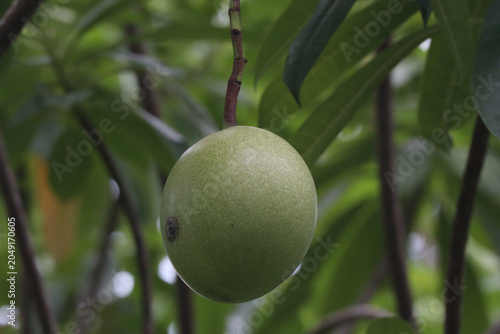 Fotografia Close Up Shot of a Single Green Suicide Tree aka Pong-Pong Tree Fruit Hanging fr