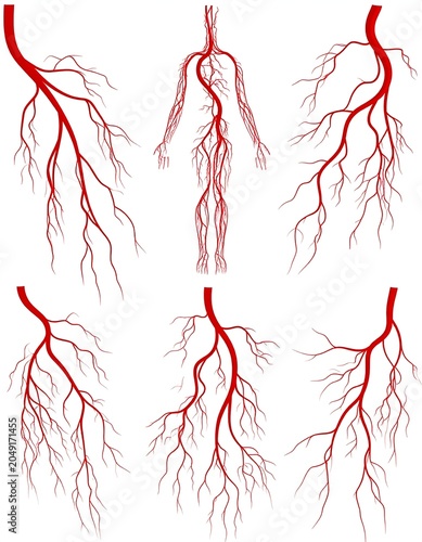 Detailed anatomical illustrations of human vascular system.
