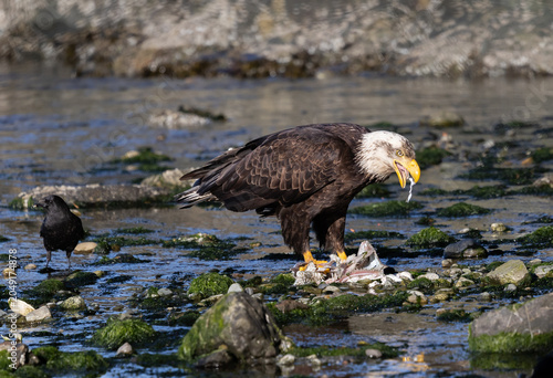 Schilderij op canvas A bald eagle  Haliaeetus leucocephalus  eats a dead fish washed up in a Canadian salmon stream