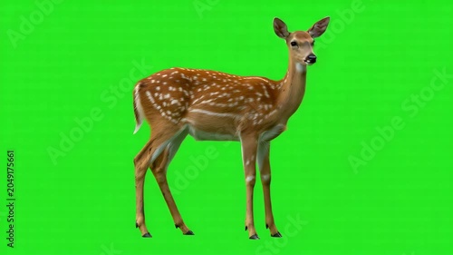 A realistic 3d rendered spotted deer standing gracefully, captured in a fullbody side profile view against a vibrant green chroma key background for easy compositing 4k video