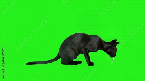 Full body portrait of a sleek black cat sitting gracefully against a vibrant green screen background, looking directly at the camera with bright yellow eyes 4k video