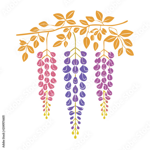 Wisteria flowers on a branch with leaves, flat design