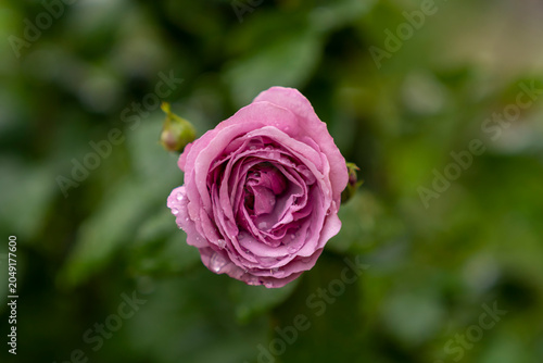Принти на полотні Pink rose flower with water droplets on petals in garden