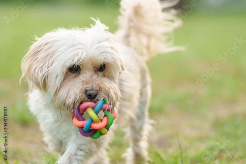 Bild auf Leinwand Cute dog playing with colorful toy ball in grass