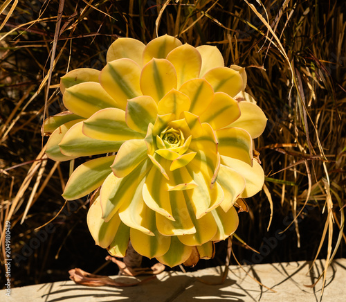 Beautiful large Aeonium 