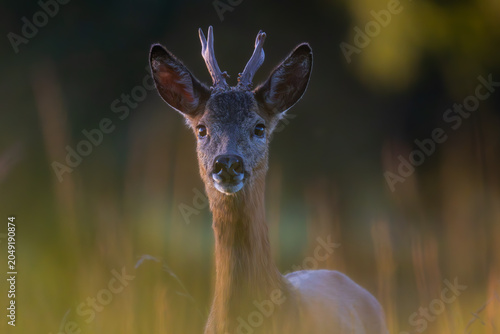 Foto deer in the woods