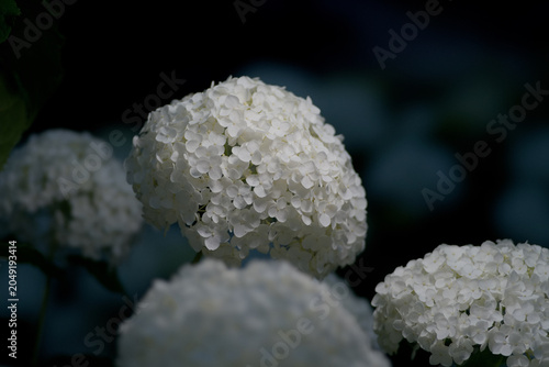  Tokyo,Japan - June 7, 2026: Closeup of Annabelle or white hydrangea flower