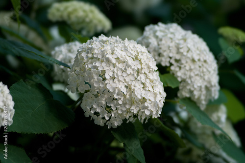  Tokyo,Japan - June 7, 2026: Closeup of Annabelle or white hydrangea flower