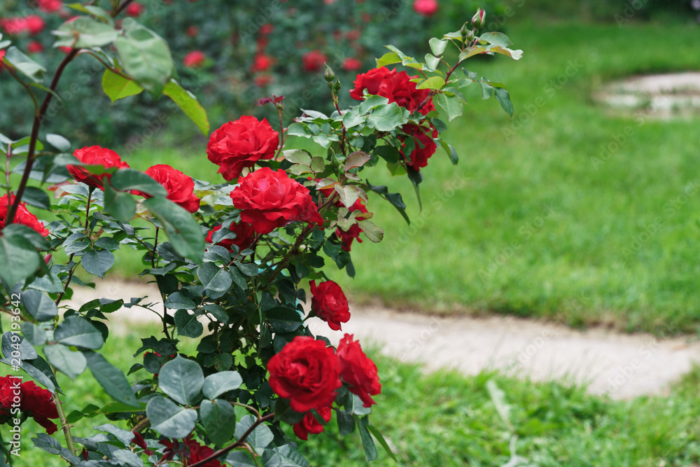 Naklejka premium Abundant rose bush covered with vivid red flowers growing in row along garden path. Dense green foliage and blooming plants in public park or botanical garden on summer background. Plant breeding