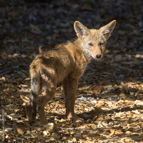 A coyote pup standing on a forest floor, looking back over its shoulder, creating an engaging alert pose. The Urban Wilderness of Palo Alto, California.