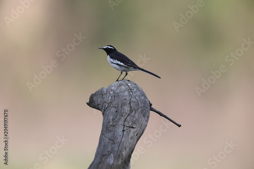 Photography The white-browed wagtail or large pied wagtail (Motacilla maderaspatensis) is a medium-sized bird and is the largest member of the wagtail family