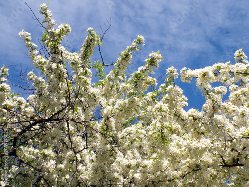 Blooming white cherry flowers on branch