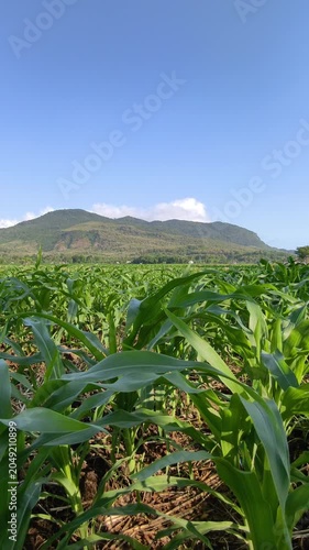 Green corn field plantation farm with mountain background under clear blue sky wide scenic landscape of agricultural corn crop growth in countryside.