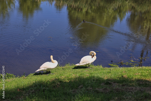 Zwei weiße Höckerschwäne am grünen Flussufer der Saale im Sonnenschein, Merseburg, Saalekreis, Sachsen-Anhalt, Deutschland