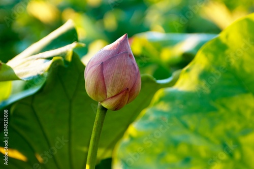 満開の赤い蓮の花の花托と雄しべのクローズアップ
