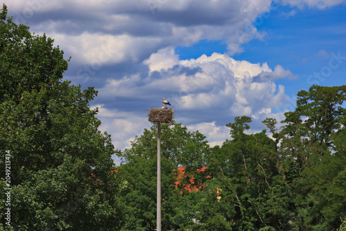 Weißstorch im Nest auf einem Storchenmast in der Elsteraue zur Brutzeit, Naturfotografie, Lochau, Saalekreis, Sachsen-Anhalt, Deutschland