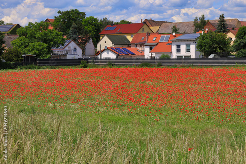 Großes rotes Mohnfeld vor einer idyllischen Dorfkulisse im Sommer unter blauem Himmel mit Wolken, Radweg zwischen Schkeuditz und Halle, Landkreis Nordsachsen, Sachsen, Deutschland