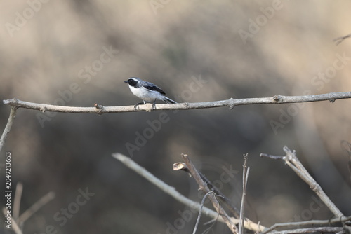 Quadro su tela The grey bush chat (Saxicola ferreus) is a species of passerine bird in the family Muscicapidae