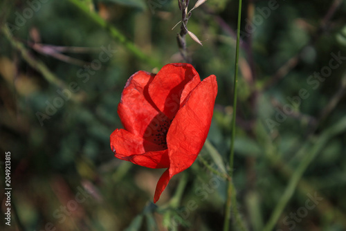Nahaufnahme einer leuchtend roten Mohnblüte im Sonnenlicht vor unscharfem grünem Hintergrund, Radweg zwischen Schkeuditz und Halle, Landkreis Nordsachsen, Sachsen, Deutschland