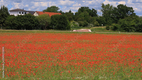 Blühendes rotes Mohnfeld an einer Allee im Sommer mit ländlicher Idylle unter bewölktem blauem Himmel, Radweg zwischen Schkeuditz und Halle, Landkreis Nordsachsen, Sachsen, Deutschland