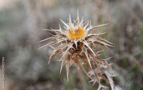 Golddistel (Carlina vulgaris)