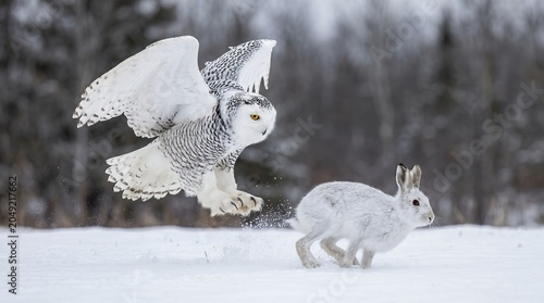 A cute little rabbit sits in the frozen snow next to a festive Christmas snowman wearing a winter hat, enjoying the frosty outdoor December holiday season