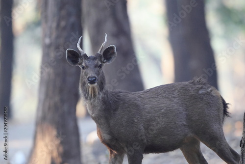 Photography Indian sambar (Rusa unicolor unicolor) is a large deer native to the Indian subcontinent, South China and Southeast Asia