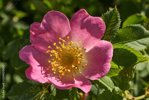 Rosehip flowers (Latin Rosa) bloom in the garden. Rosehip fruits (Latin Fructus Rosae) are medicinal plant raw materials.