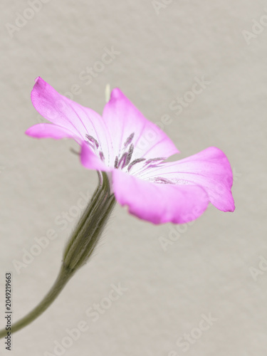 Agrostemma - A wild flower that grows alongside wheat fields in Europe
