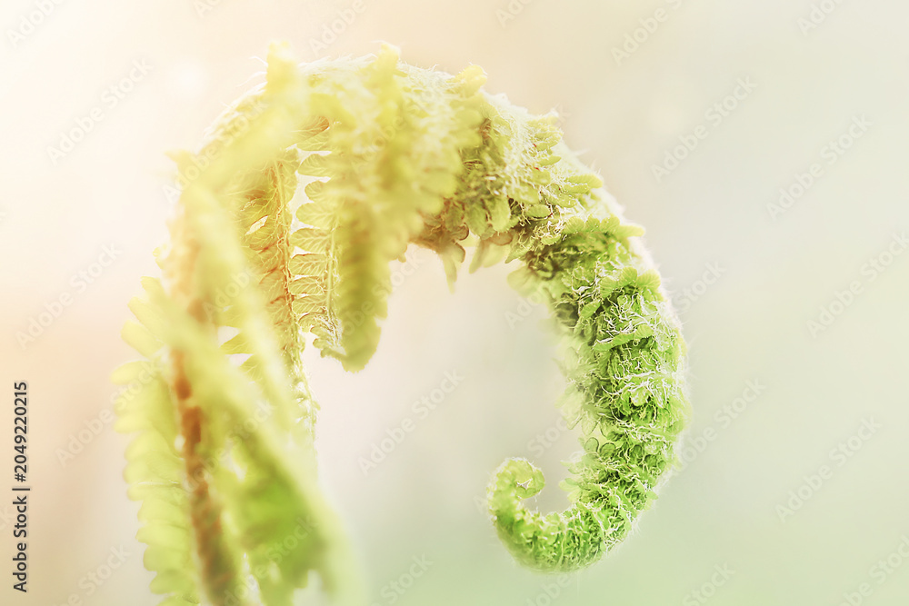 Fototapeta premium Macro close-up of a young fuzzy green fern sprout under soft sunlight. Abstract natural botanical texture background.