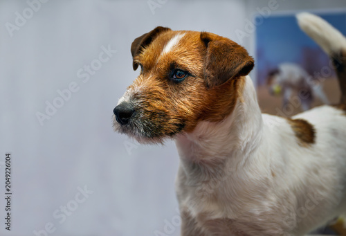 2026-03-08 CLOSE UP SHOT OF A BEAUTIFUL JACK RUSSELL TERRIER STARING INTENTLY IN BIRMINGHAM ENGLAND
