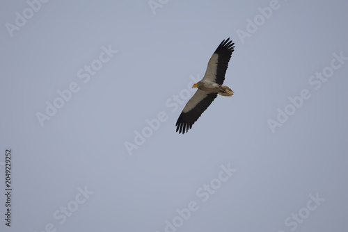 Fotografie Egyptian vulture in flight