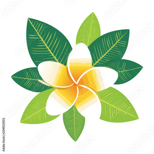 Plumeria flower with green leaves, flat design illustration