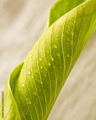 Close Up Macro Shot of a Vibrant Green Leaf with Fresh Dew Droplets