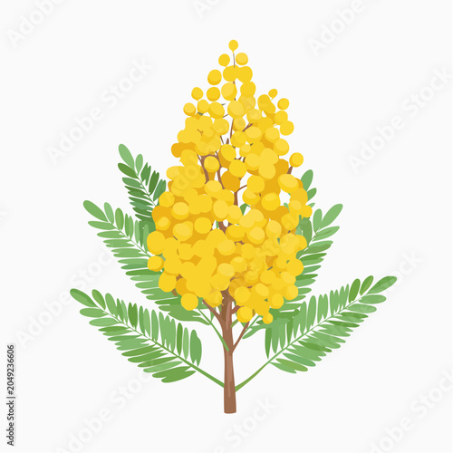 Yellow mimosa flower branch with green leaves