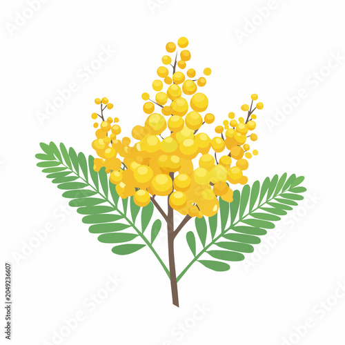 Yellow mimosa flowers with green leaves