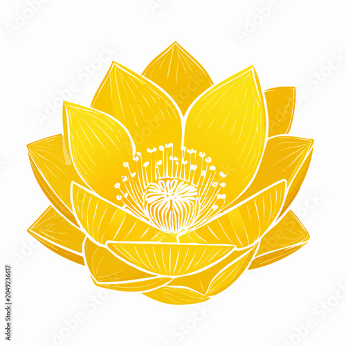 Yellow lotus flower with transparent background