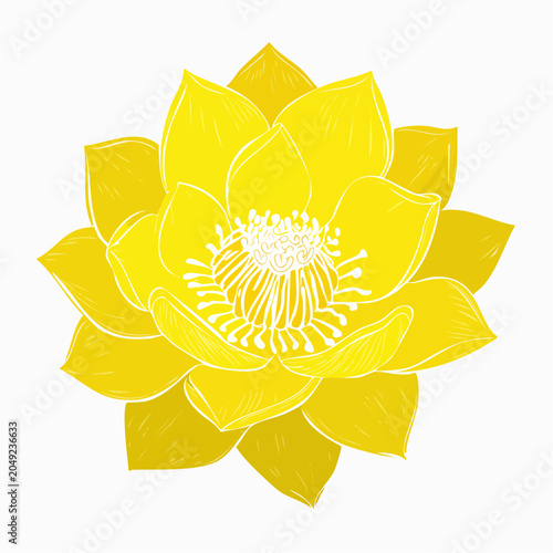 Yellow lotus flower with transparent background