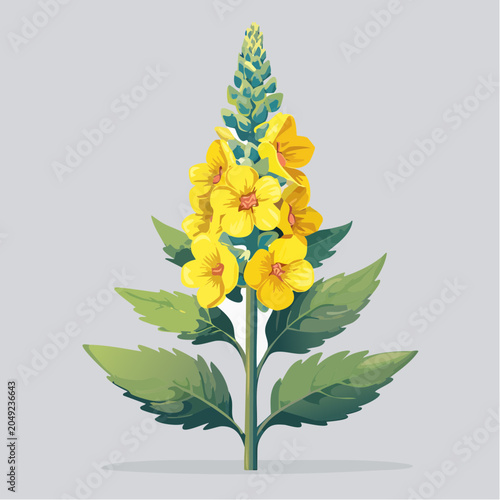 Yellow mullein flower stem with leaves