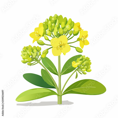 Yellow rapeseed flower with green leaves