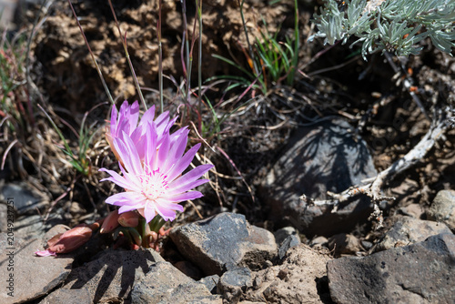 Pink flower of a Bitterroot, Lewisia Rediviva, plant blooming in the spring Shrub-Steppe arid rocky ground habitat in Eastern Washington, perennial wildflower
