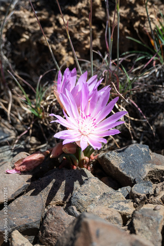 Fotografía Pink flower of a Bitterroot, Lewisia Rediviva, plant blooming in the spring Shru