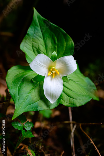 Trillium Dreams