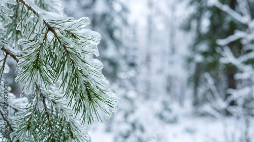Frozen pine tree branch covered in ice outdoors during winter day