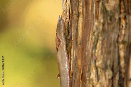 The red triangle slug or Triboniophorus graeffei, is a species of air-breathing land slug, a terrestrial pulmonate gastropod molluscs in the family Athoracophoridae.