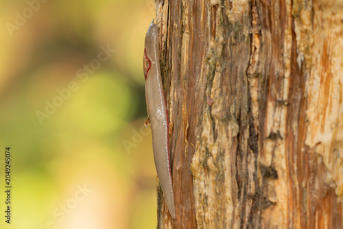 Foto The red triangle slug or Triboniophorus graeffei, is a species of air-breathing land slug, a terrestrial pulmonate gastropod molluscs in the family Athoracophoridae